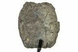 Fossil Hadrosaur Caudal Vertebra w/ Metal Stand - Texas #243614-2